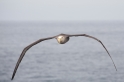 064 Waved albatross 01